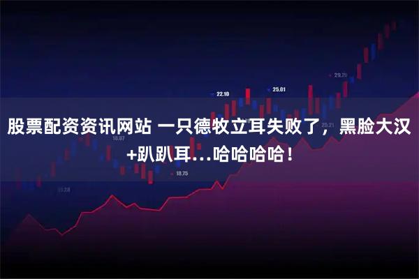 股票配资资讯网站 一只德牧立耳失败了,黑脸大汉+趴趴耳…哈哈哈哈!